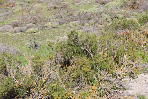 Pteronia uncinata, photograph 2