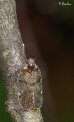 Cixius nervosus