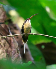 Phaethornis syrmatophorus