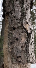 Dendroctonus