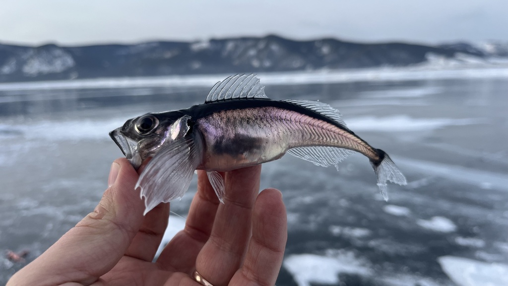 Longfin Baikal sculpin (Cottocomephorus inermis) — Cottocomephoridae
