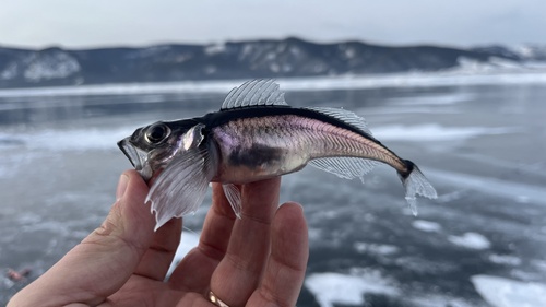 Longfin Baikal sculpin (Cottocomephorus inermis) — Cottocomephoridae
