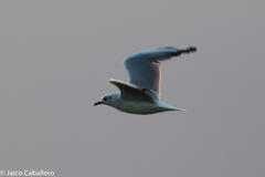 Chroicocephalus serranus