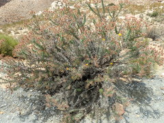 Berkheya cruciata