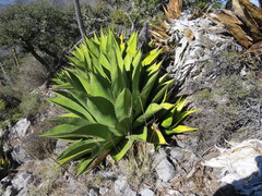 Agave gentryi