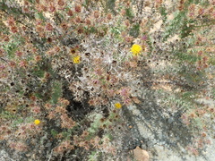 Berkheya cruciata
