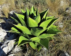 Agave gentryi