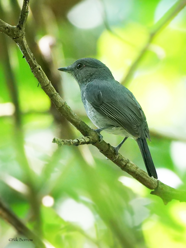 Grey-Throated Tit-Flycatcher