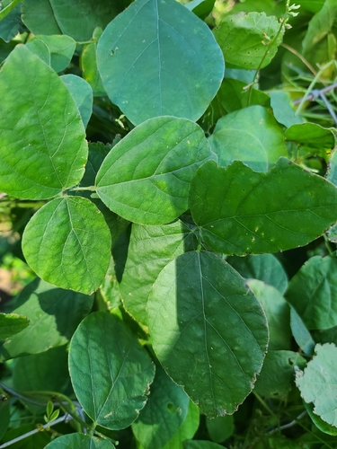 Glycine, 2026-02-16