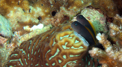 Ecsenius lividanalis