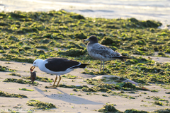 Larus belcheri