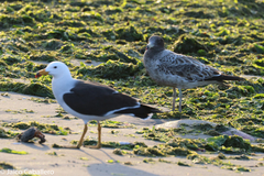 Larus belcheri