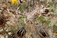 Berkheya cruciata