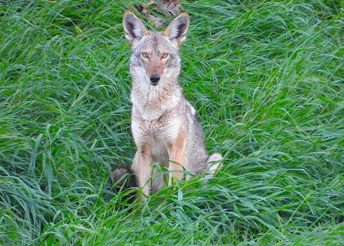iNaturalist observation photo of Coyote
