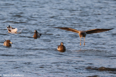 Larus belcheri