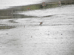 Calidris alpina