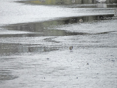 Calidris alpina
