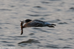 Larus belcheri