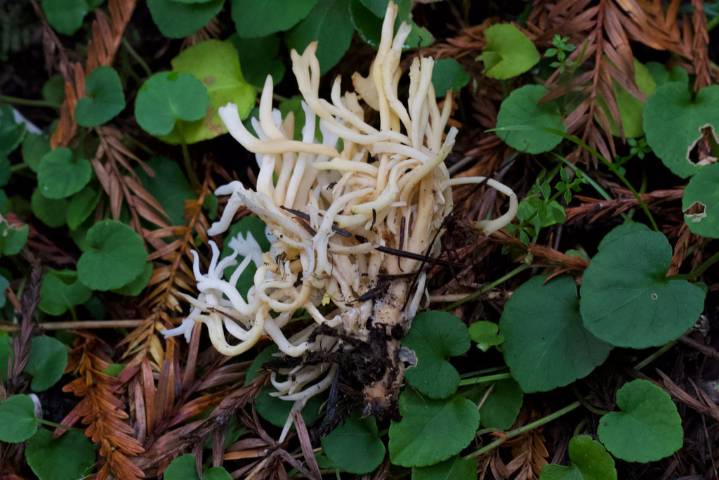 Ramariopsis kunzei · February 2026 · photo: © arvel (iNaturalist, cc-by)