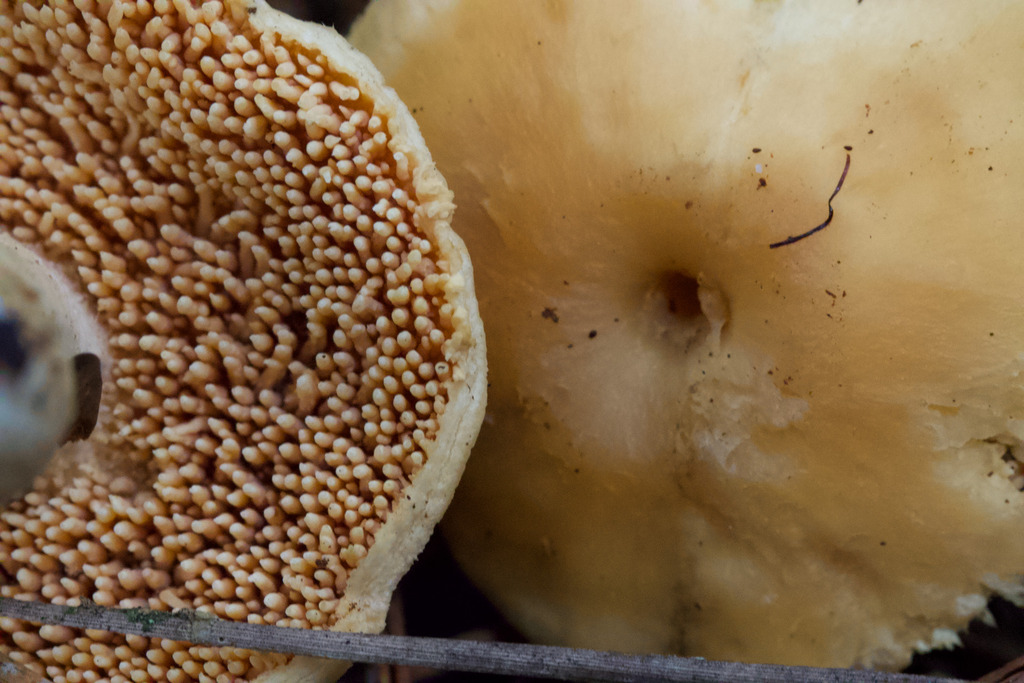 Hydnum oregonense · February 2026 · photo: © arvel (iNaturalist, cc-by)