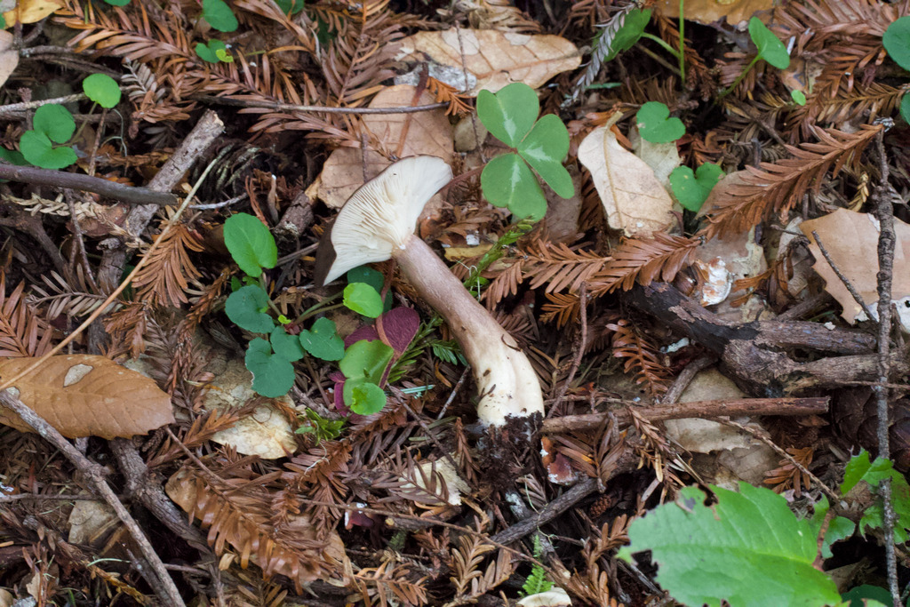Lactarius pseudomucidus · February 2026 · photo: © arvel (iNaturalist, cc-by)