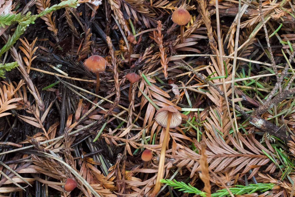 Mycena sanguinolenta · February 2026 · photo: © arvel (iNaturalist, cc-by)