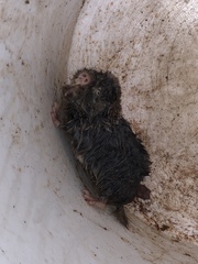 Cryptomys hottentotus