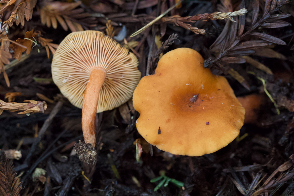 Lactarius rubidus · February 2026 · photo: © arvel (iNaturalist, cc-by)