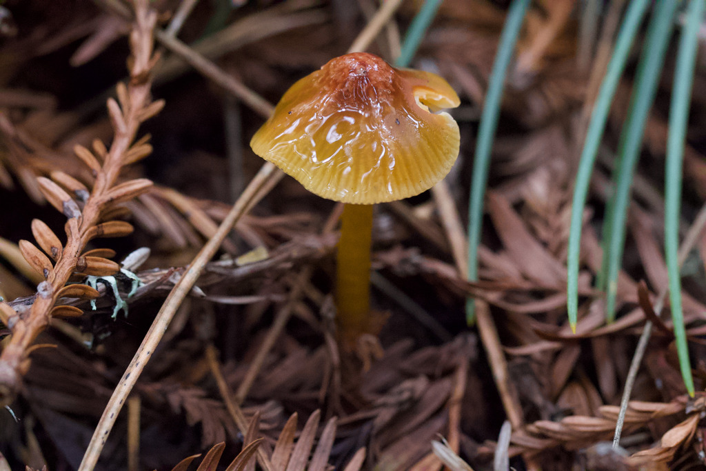 Gliophorus psittacinus · February 2026 · photo: © arvel (iNaturalist, cc-by)