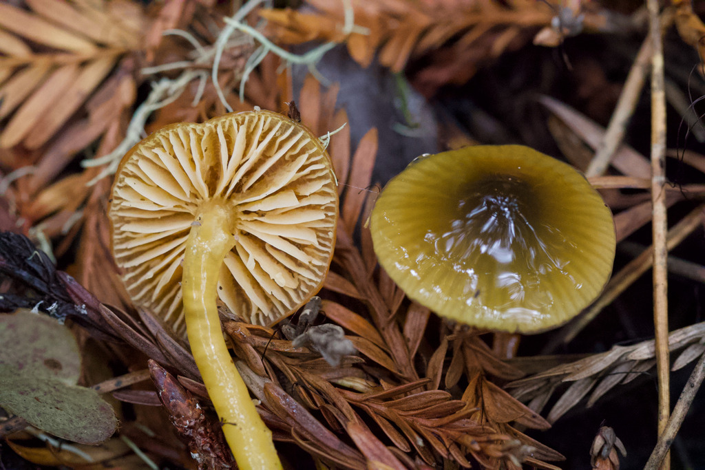Gliophorus psittacinus · February 2026 · photo: © arvel (iNaturalist, cc-by)