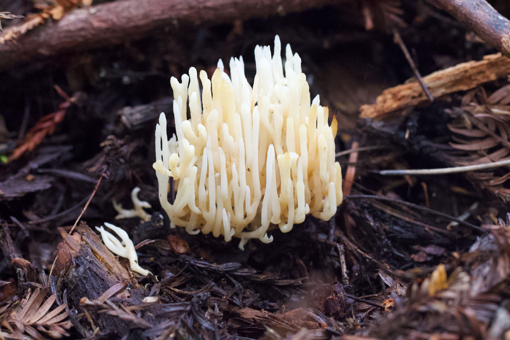 Ramariopsis kunzei · February 2026 · photo: © arvel (iNaturalist, cc-by)