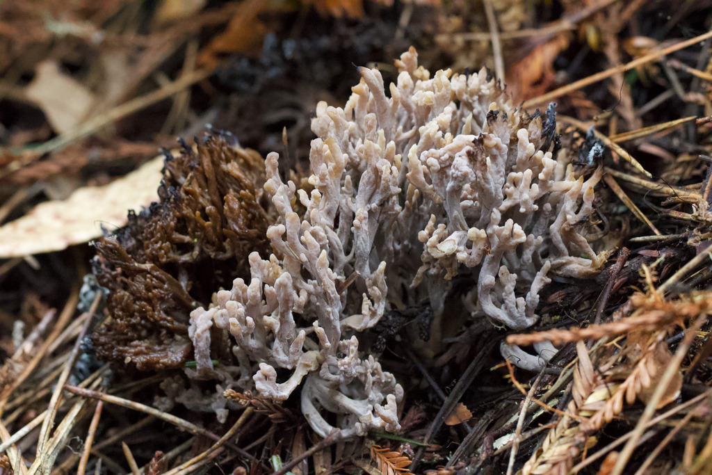 Clavulina cinerea