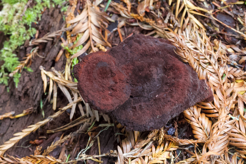 Phaeolus hispidoides · February 2026 · photo: © arvel (iNaturalist, cc-by)