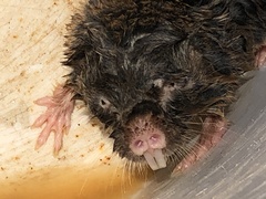 Cryptomys hottentotus