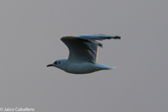 Chroicocephalus serranus