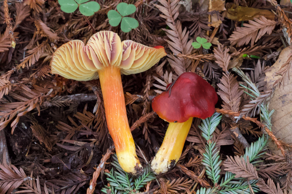 Hygrocybe punicea · February 2026 · photo: © arvel (iNaturalist, cc-by)