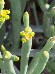 Euphorbia aphylla, photograph (c) Paul F, some rights reserved (CC BY)