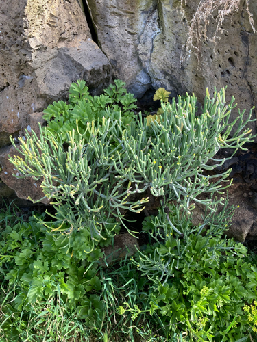 Euphorbia aphylla, photograph 5