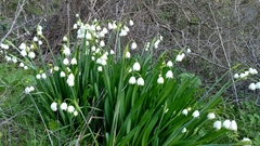 Leucojum aestivum aestivum