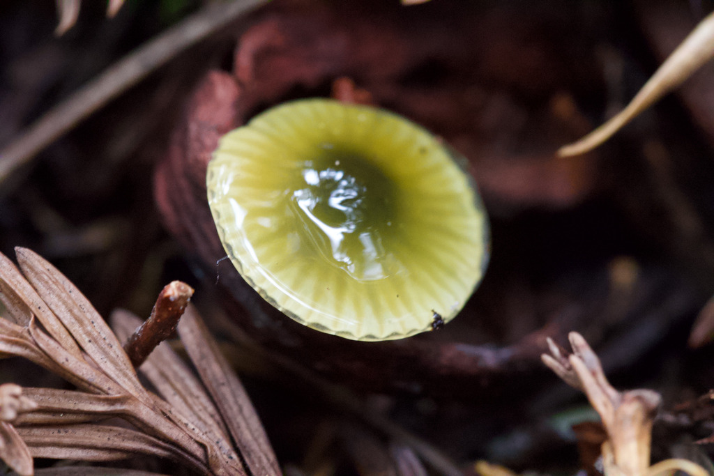 Gliophorus psittacinus · February 2026 · photo: © arvel (iNaturalist, cc-by)