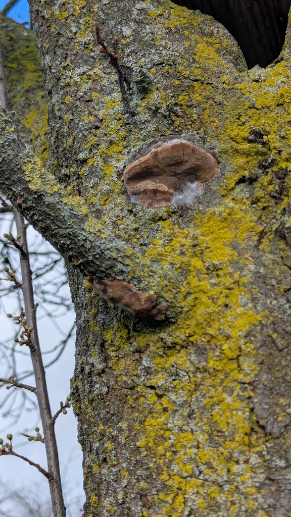 Phellinus pomaceus · February 2026 · photo: © michieldg (iNaturalist, cc-by)