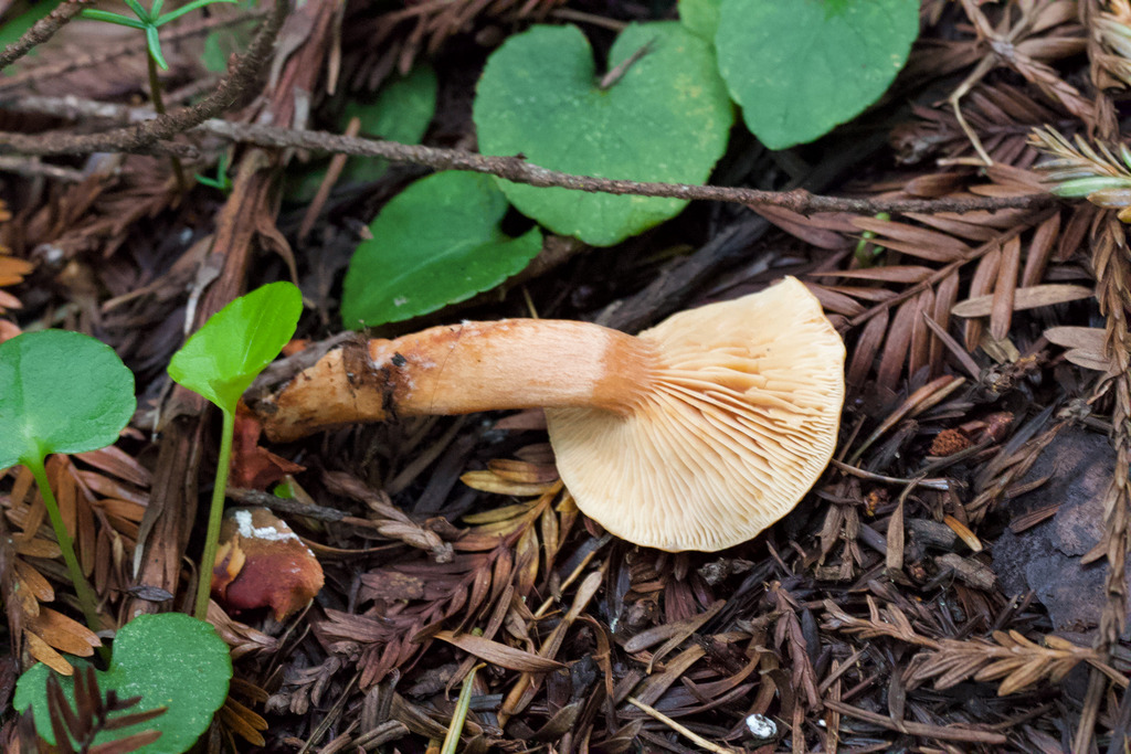 Lactarius rubidus · February 2026 · photo: © arvel (iNaturalist, cc-by)