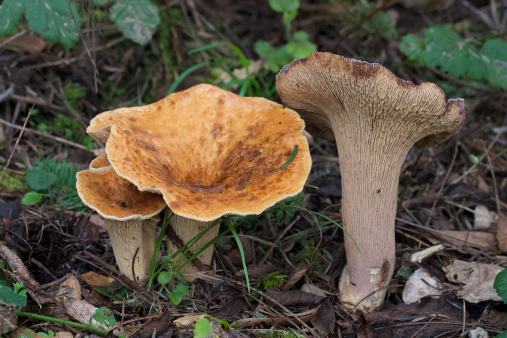 Turbinellus floccosus · February 2026 · photo: © arvel (iNaturalist, cc-by)