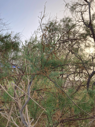 Tamarix canariensis, photograph 4