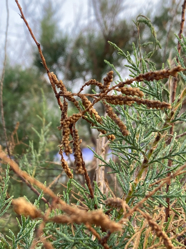 Tamarix canariensis, photograph 6