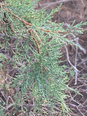 (c) Paul F, some rights reserved (CC BY) Tamarix canariensis, photograph (c) Paul F, some rights reserved (CC BY)