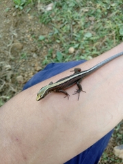 Pholidobolus vertebralis