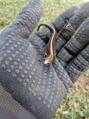 Pholidobolus vertebralis