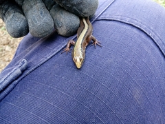 Pholidobolus vertebralis