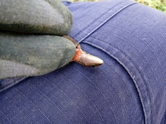 Pholidobolus vertebralis